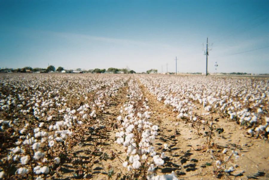 Rows of cotton growing under a blue sky with power poles running along the field edge